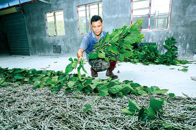南丰镇和大村:村民种桑养蚕走上致富路(配图) -- 今日儋州 -- 儋州市
