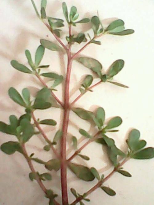 那位知道这种草叫啥名,红枝绿叶子开小花,从土里拔下还能活好几天哪