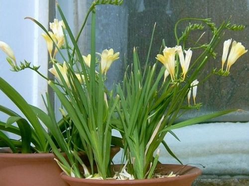 小苍兰有哪些生态习性与品种