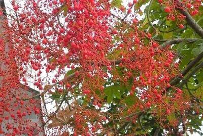 澳洲火焰木 学名:brachychitonacerifolius 别名:槭叶萍婆,火焰酒瓶树