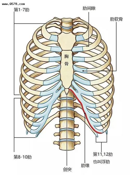 不可忽略的问题肋骨外翻