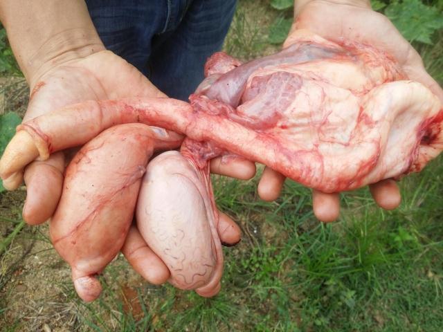 正宗新鲜黄牛鞭黄牛牛鞭牛宝牛冲牛蛋泡酒牛鞭带睾丸牛外腰牛睾丸商品