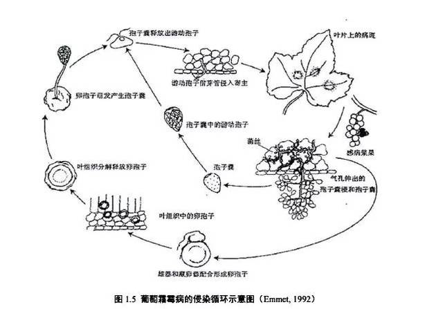 葡萄冬剪一定要注意这些方面!保护剪口芽,避免对口伤