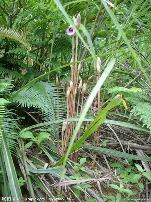 菰米