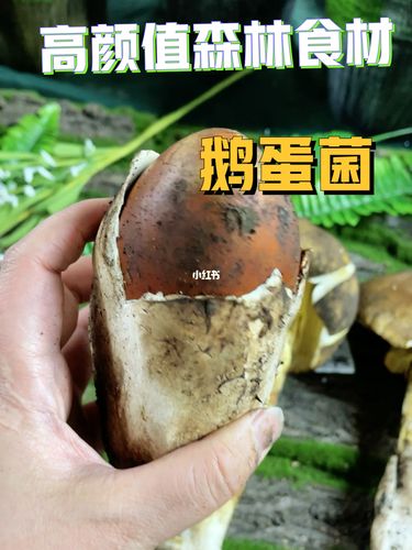 高颜值的鹅蛋菌!_鹅蛋菌_美食_美食展示_普通美食展示