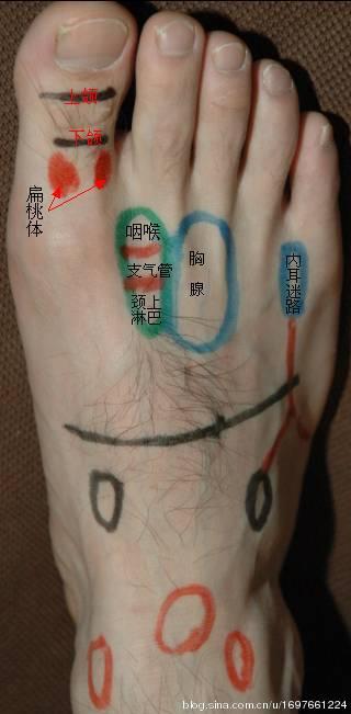 反射区定位之八  wbr>——上颌36,下颌37,扁桃体38,咽喉39,支