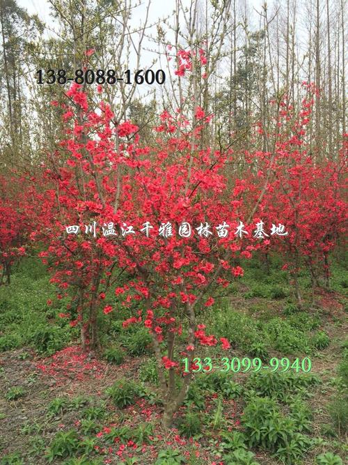 贴梗海棠 铁足海棠 木瓜海棠 四川成都苗木