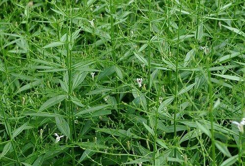 植物之美 穿心莲 andrographis paniculata 爵床科