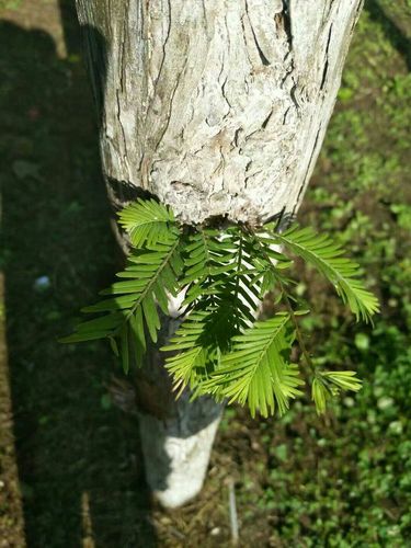 水杉 界  植物界 门  松柏门 纲  松柏纲 目  松柏目 科  杉科 属