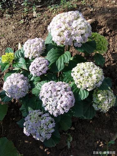 浅谈绣球的栽培与养护,从四个方面入手,新手一学就会!