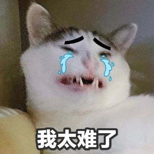 猫咪表情包合集