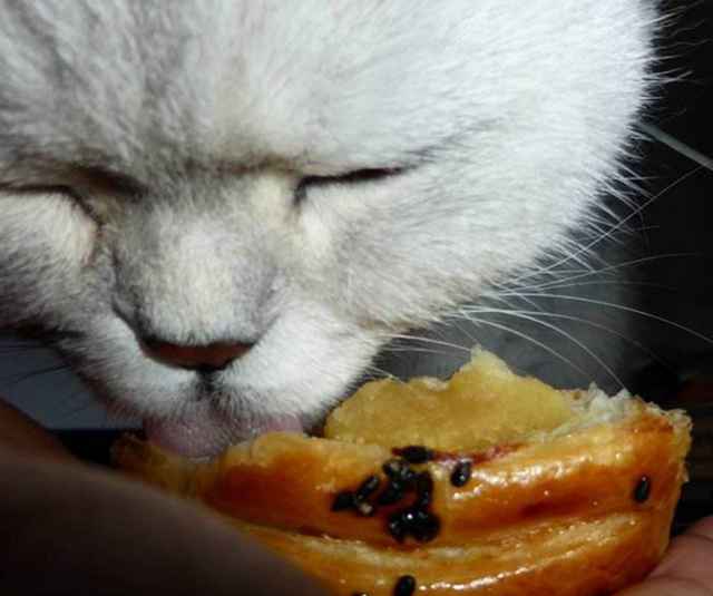 猫咪是否能吃面包?答案是肯定的,但是也要分这3种情况!