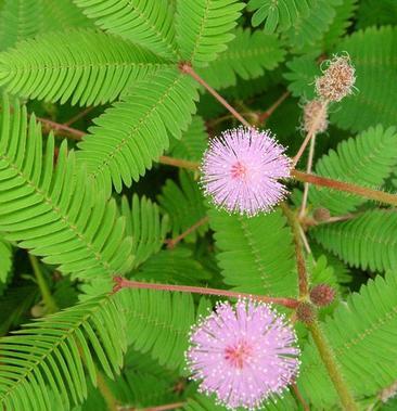 含羞草花种子 奇趣植物 害羞草种子盆栽植物阳台室内花籽