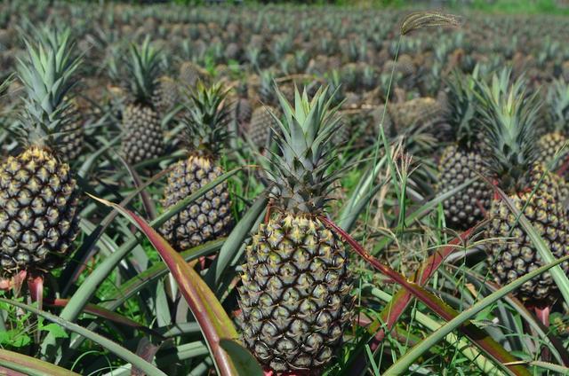 泰国榴莲已过时?凤梨在中国火了,吃货:好吃还不贵