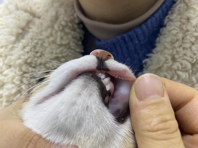 求助,猫嘴巴里长肉芽,嘴唇有点溃疡