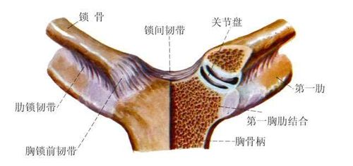 肩周炎的自我康复训练法,简单又实用!