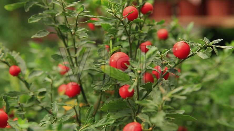 珊瑚樱_1920x1080_高清视频素材下载(编号:5958094)