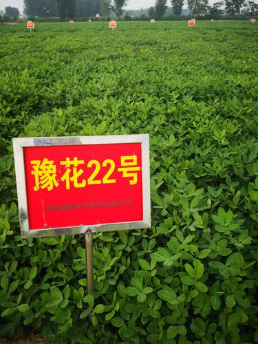 豫花22--河南省农科院继远杂9102之后又一珍珠豆型新品种,专家测产