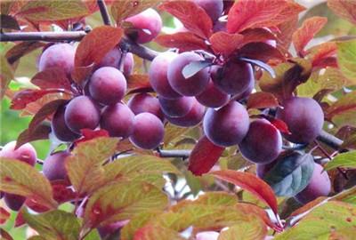 图片紫叶李果实长什么样孕妇能吃吗
