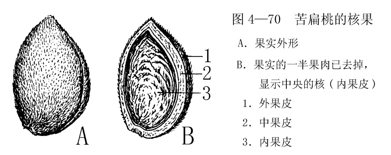 柑桔类的果实也是一种浆果,称橙果或柑果,是由多心皮具中轴胎座的子房