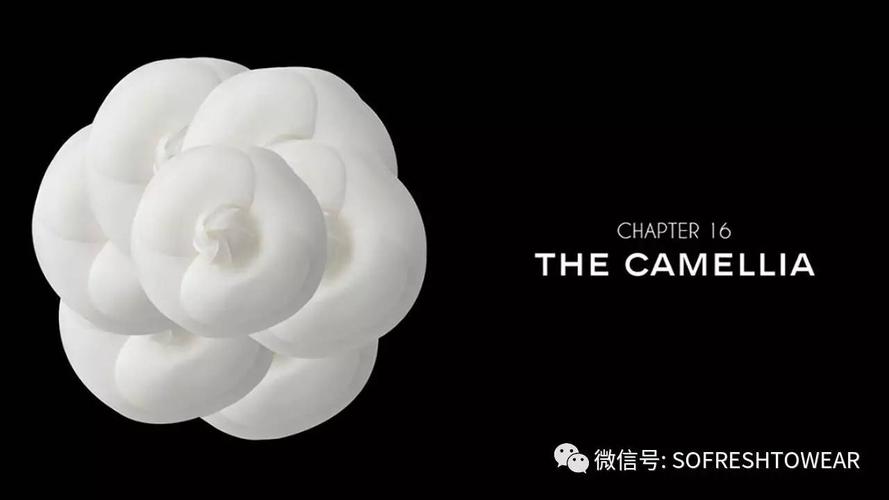 最开始j12只有黑色,几年后又出了纯白色,是香奈儿标志性的山茶花颜色.