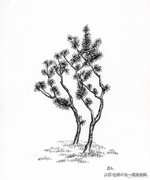 素描干货七个步骤教你画速写风景一棵树