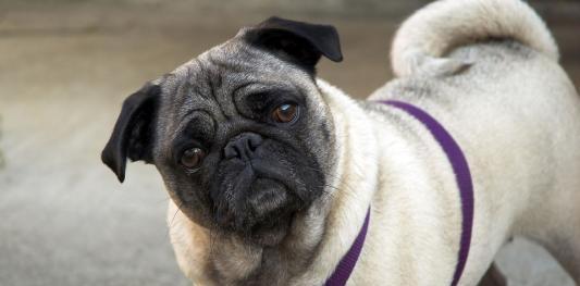 世界上最长寿的狗,八哥犬上榜,寿命可达12年!_狗狗