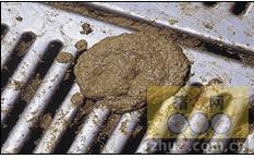 猪增生性肠炎的防控