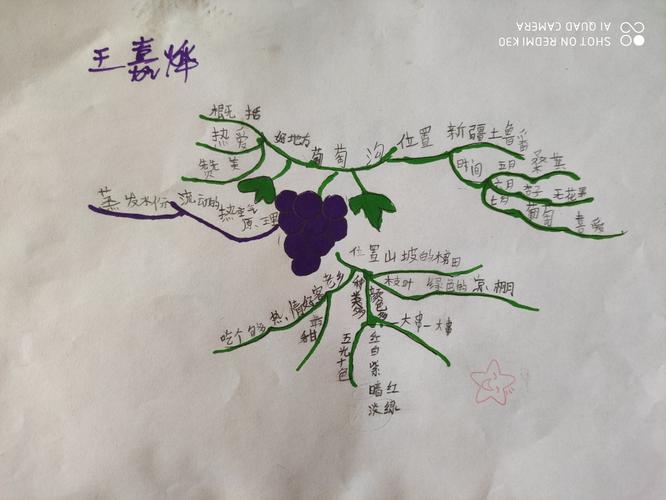 《葡萄沟》思维导图