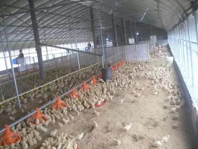 养鸡大棚建20米长17米宽合适吗