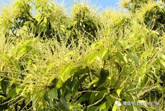 它叫苦槠叶能喂猪果能做豆腐儿时天亮就去捡今成保护植物
