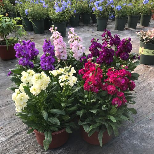 喜欢耐寒植物盆栽 室外 四季的还喜欢