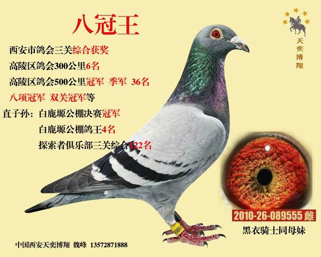 『灰军团-八冠王』,仅供欣赏_陕西天奕博翔鸽舍_ag188