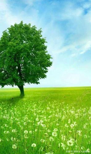 大树是一方花草的庇护所