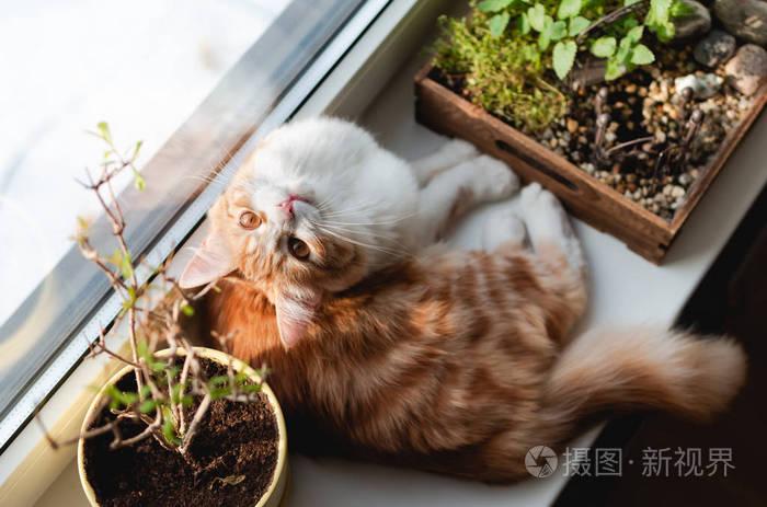 在窗台上休息的姜猫