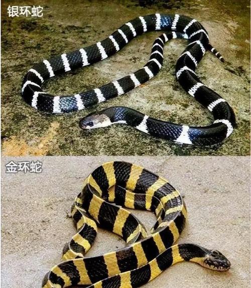 蛇吃黄鳝有危险黄鳝有多厉害令蛇都害怕科学解析