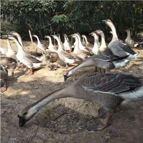 鹅养殖:广东梅州广东狮头鹅苗批发价)制造商_来电咨询