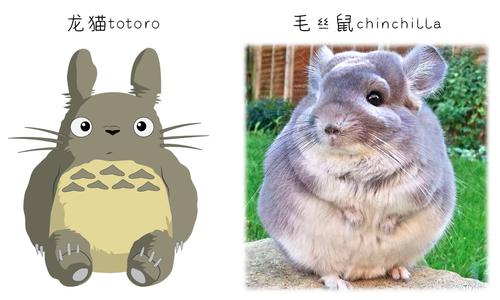 想想带你学百科龙猫君我可以吸你吗