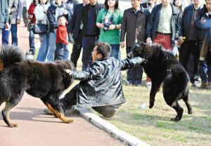 斗殴不成两藏獒怒咬劝架主人