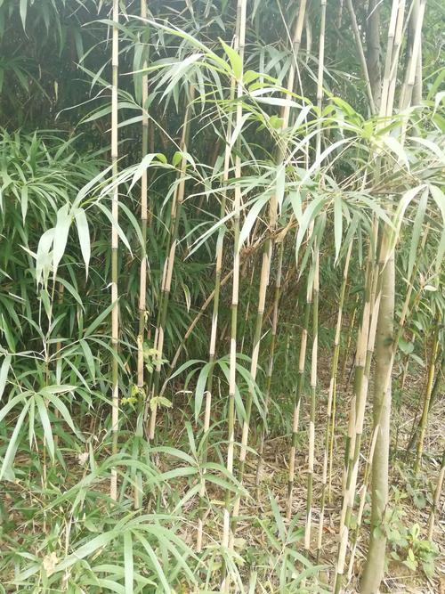 其它 观赏竹推广 写美篇公司基地属专一观赏竹基地,以耐寒散生竹为主