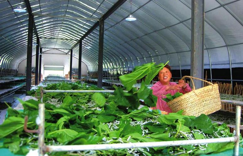 扶贫车间养蚕忙