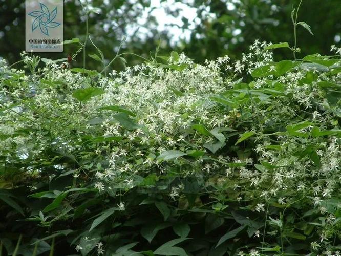 传说中的"威灵仙",究竟是哪种植物?