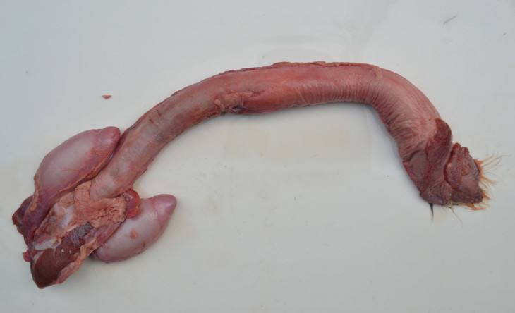 长白山梅花鹿鞭 整枝鹿鞭 鹿鞭 鲜鹿鞭 成年鹿鞭 泡酒