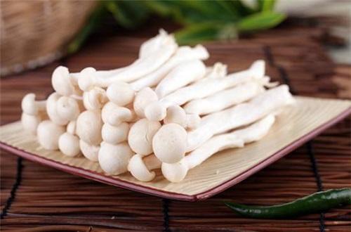 孕妇可以吃白玉菇吗,如何选购白玉菇