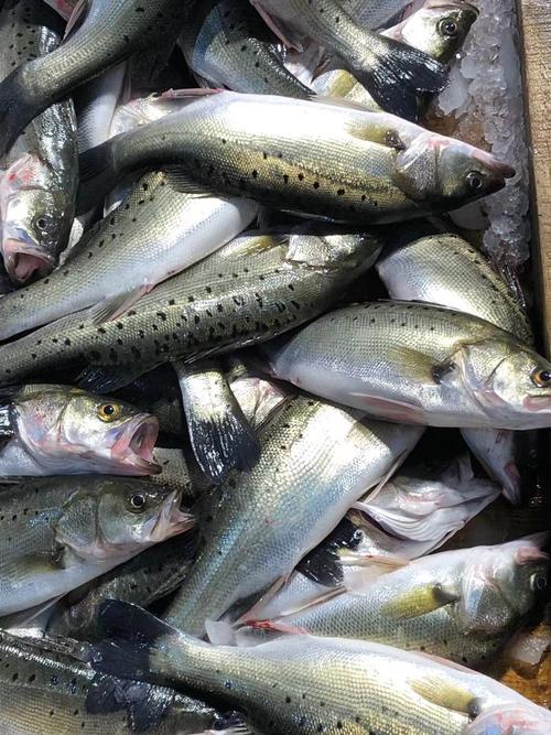 新鲜海捕深海鲈鱼鲜活冷冻花鲈鱼七星鲈鱼批发生鲜供应顺丰