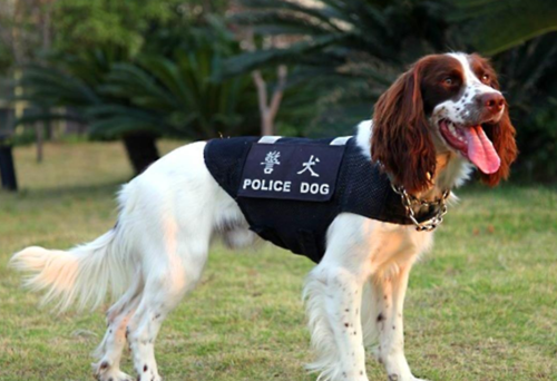 中国警犬有什么品种?德牧很常见,金毛失去资格