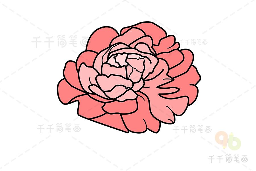 牡丹简笔画怎么画_牡丹花简笔画
