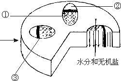 如图是植物茎的横切和纵切示意图