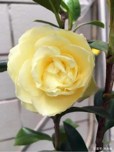 茶花稀有黄色品种——正黄旗,淡香,重瓣,莲花型