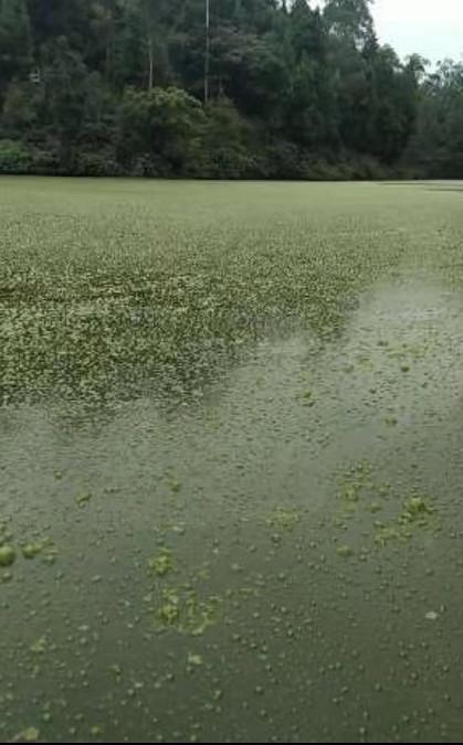 水产养殖 水产养殖技术 > 正文 每年到了秋天,有些养殖水面就会呈现